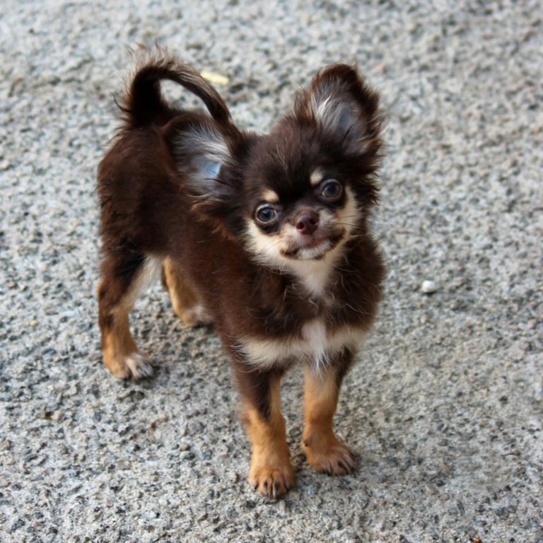 Filhote de chihuahua chocotan pelo longo